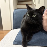 運動不足の猫たちが運動する機会を見守りたい