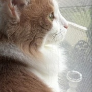 テレビが気になる猫としまむらの名馬セレクショングッズ