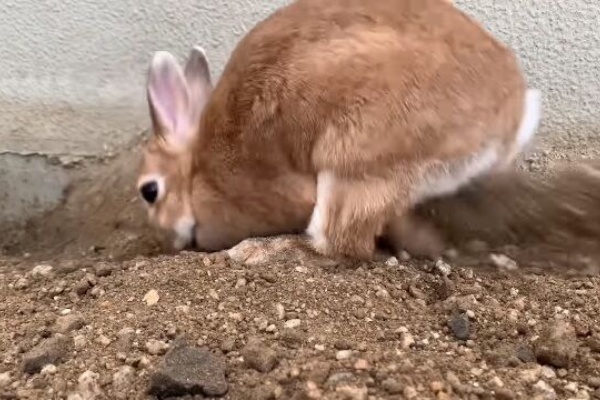 うのくらし ホリホリ