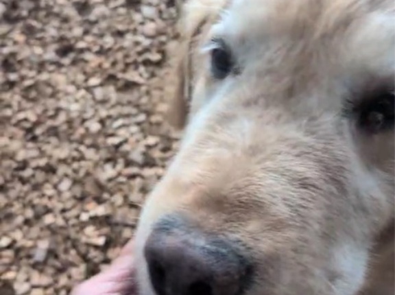 ゴールデンの老犬と柴ちゃん二匹のレスキュー❤️‍🩹