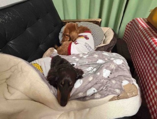 モコちゃん、少しずつ回復中。