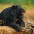 ツキノワグマの主食、ドングリじゃなかった…　近畿北西部、ふん288個分析