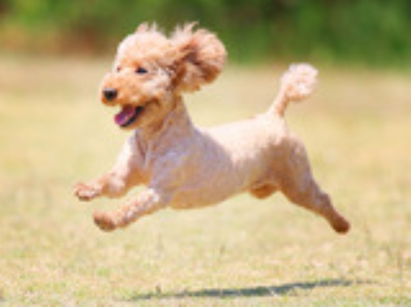 5-16-3　東山　こあちゃん　6歳　南あわじドッグラン・飛行犬撮影所にて