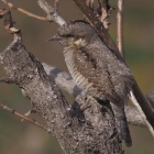 『投稿：BORG89ED＆107FLによるアリスイ　2022/03/28』の画像