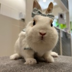 うさぎブログ　うさぎのしっぽ公式ブログ「日々しっぽ」