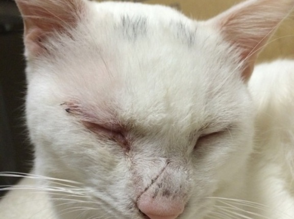 ヤングマロちゃん遺憾の意　20260311