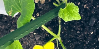【にじさんじ】ソフィのメロン、花が咲く