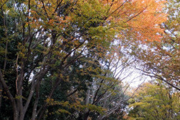 見ごろを迎えた浜松城公園の紅葉 フーちゃんのカメラウオッチング