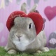 ご来店うさちゃん🌸