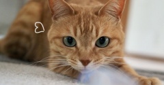 猫じゃらし復活？？