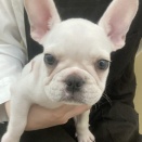 💖新しく来たワンちゃん・ネコちゃん達の紹介💖