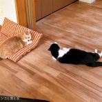 馬とニャンコと男と女