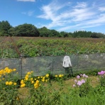 ひなまるせんせい