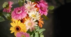 観葉植物の整理と、花のある暮らし（久々）