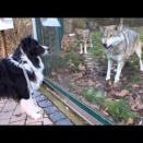Wolf and dog - friendly encounterオオカミと犬 - 友好的な出会い