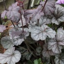 ヒューケラ・・The Best 100 Plants in Alex's Garden