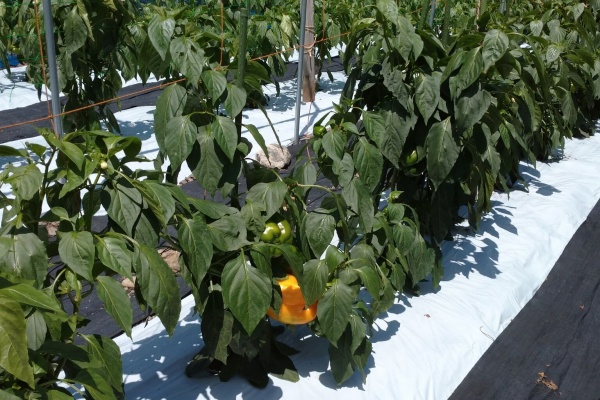 ゆったりファーム パプリカ栽培