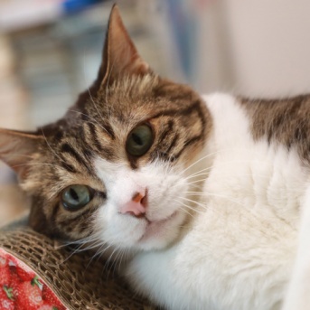 香り付けする猫。