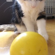 猫の意外な行動、苦手なもので遊ぶ！？