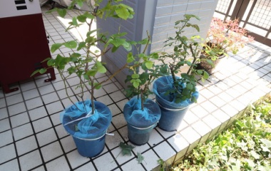 『鉢バラにカナブン産卵防止の網を取り付けました』の画像