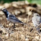 『令和6(2024)年6月19日の鳥さん Vol.1　国分川で野鳥の観察･撮影 畑が何やら面白い事に!!意外に色々登場!!ネコも現る!!』の画像