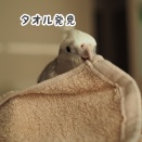 タオルでごきげんなクスィー