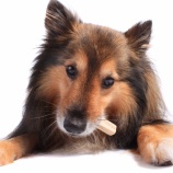 『大切なことは犬が教えてくれます』の画像