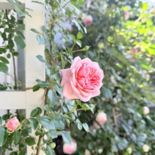 のばらのガーデニングブログ　Hana and Rose Garden+
