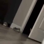 猫の動画 ねこわん！