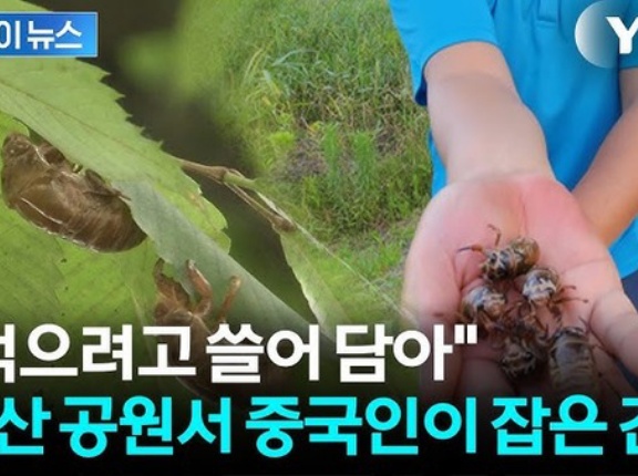 韓国でも中国人がセミの幼虫を採取しまくって大問題に！　韓国の反応。