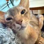 おうちごはんとおかしとねこ