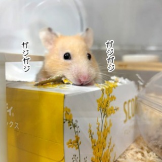 ブンチョ日誌