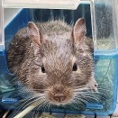 かわいいデグーちゃん(*^_^*)