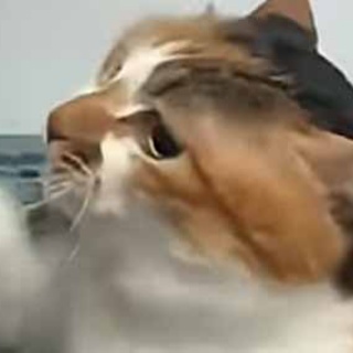 猫の動画 ねこわん！