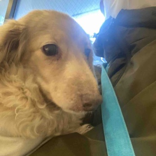 メルロコ一家の横須賀ストーリー