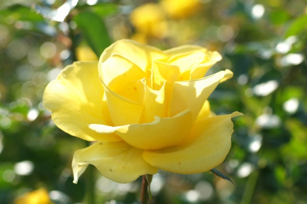 第２ みしまバラ園芸 レヨン ドゥ ソレイユ