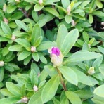 東麻美のオフィシャルブログ～スポーツボイス・歌～