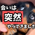 ポコとの出会い。