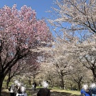 おこげもやみつき♪旬のホタルイカの炊き込みごはん♪お花見