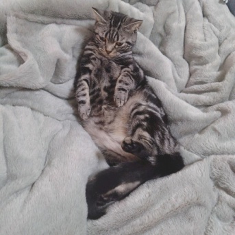 実物のﾈｺﾁｬﾝセカンド121