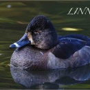 クビワキンクロ♀( Ring-necked Duck♀ )