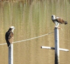 2025年12月4日の野鳥公園