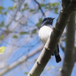 野鳥は可愛い♪ ２