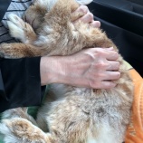 『娘の通院　2020/6/25』の画像