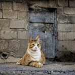 穏やかな日、猫との生活