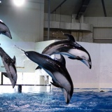 【悲報】イルカを食べるというガチでヤバい伝統文化・・・・