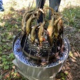 屋外BBQで鮎の炭火焼