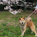 ２０２６年３月２７日 お散歩ボランティアレポート