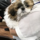 お昼寝大好きシーズーちゃん❤️