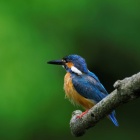 『投稿：BORG107FLによる野鳥・カエル・トンボ　2024/08/14』の画像